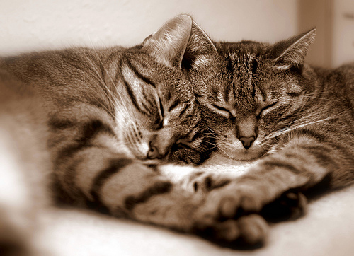 Lucy und Leo
